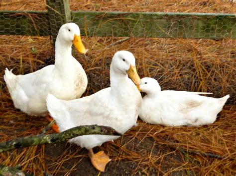 Best Duck Breeds For Pets And Egg Production Hgtv