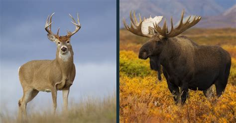 Deer Vs Moose Comparison Difference Between A Deer And Moose