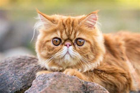 Orange Persian Cat Facts Genetics And Faqs With Pictures