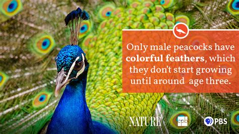 Peacock Fact Sheet Blog Nature Pbs