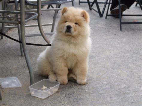 Frosty Is An Adorable Purebred Ckc Reg Cream Male Chow Chow Pup