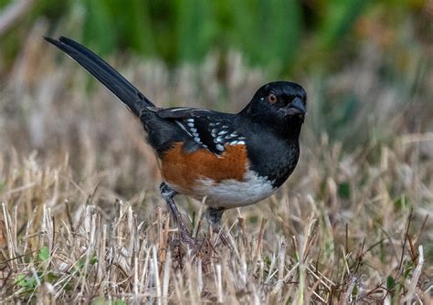 Spotted Towhees are beautiful birds! - Mendonoma Sightings