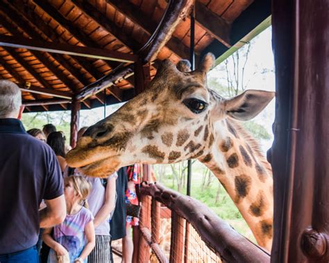 Feed Giraffes At The Giraffe Centre In Nairobi Kenya