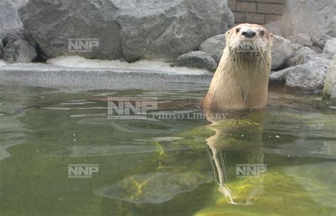 韓国かんこく (южная корея) 韓国人かんこくじん 韓国語かんこくご (корейский). カナダカワウソ / ≪写真素材・ストックフォト≫ NNP PHOTO LIBRARY