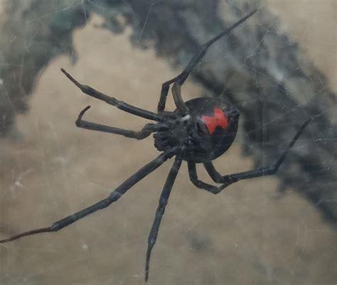 Looking For Advice On How To Know When To Feed My Black Widow Spider