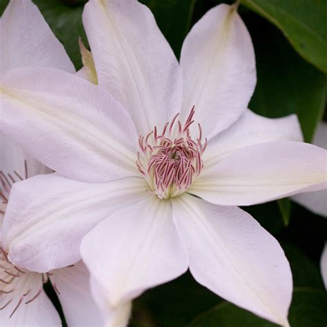Henryi Clematis Plant Addicts