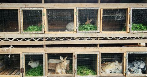 Rabbits In A Cage Stock Image Image Of Beautiful Domestic 156177533