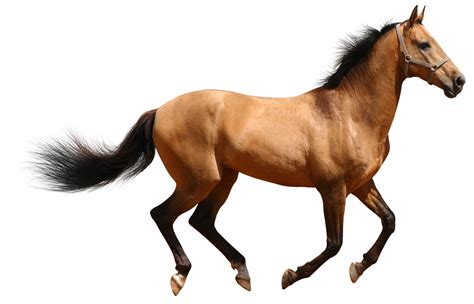 Google's 3d animals are the best antidote to lockdown boredom. Horse 3d Animal PNG Transparent Background, Free Download ...