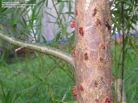 Garden Pests And Diseases Strange Growth On Willow 1 By Akelley