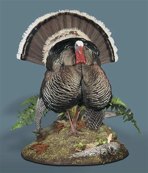 Wild Turkey Mount Displays