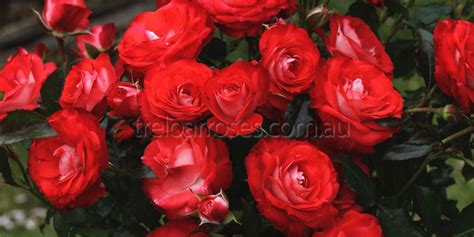 Latest Release Roses Shop Treloar Roses Premium Roses For
