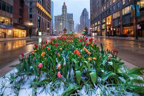 Snow Spring Chicago Chicago Spring Beautiful Pictures Chicago