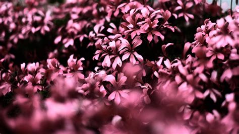 Download Stunning Light Purple Flower Bush In Full Bloom Wallpaper
