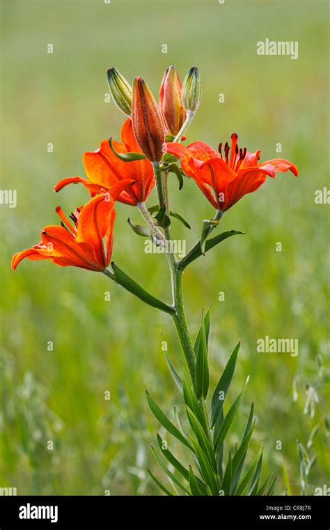 Blooming Orange Lily Or Fire Lily Lilium Bulbiferum Stock Photo Alamy