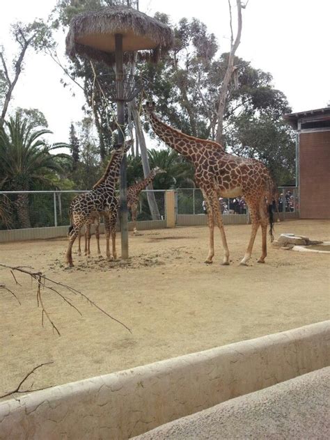 Giraffe San Diego Zoo Mom And I Got To Go On A Backdoor Tour We Fed