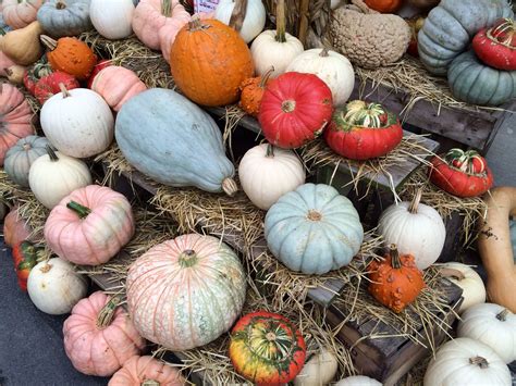 Food Or Decoration Heres Our Heirloom Pumpkin Advice Wolffs Apple