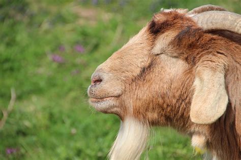 Billy Goat Goatee Animal · Free Photo On Pixabay