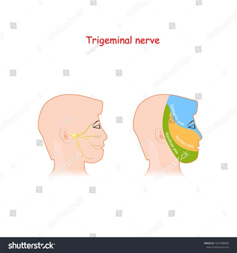 Trigeminal Nerve Main Areas Innervation Head Stock Vector Royalty Free