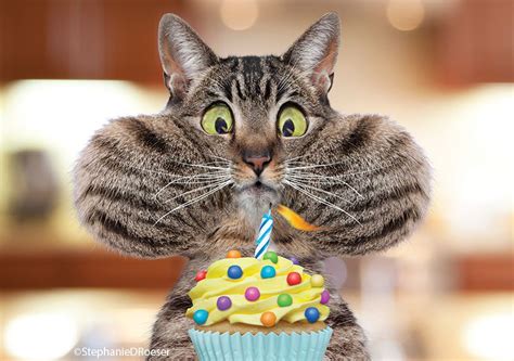 A Cat Is Holding A Cupcake With A Lit Candle In Its Mouth