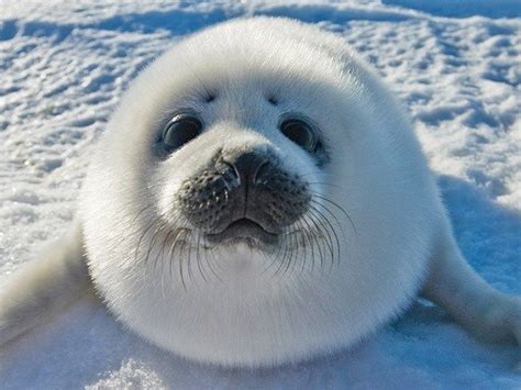 16 Photos Of Adorable Seal Pups To Brighten Your Day Cute Seals Seal