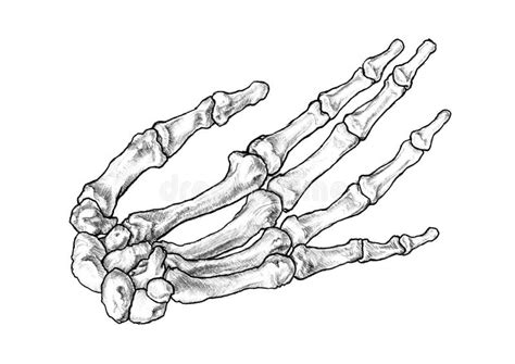 Drawing Of The Bones Forming The Left Human Hand Stock Illustration