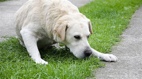 It's a normal process for dogs and many other animals. Why Do Dogs Throw Up Yellow Stuff? - Earth of Pet
