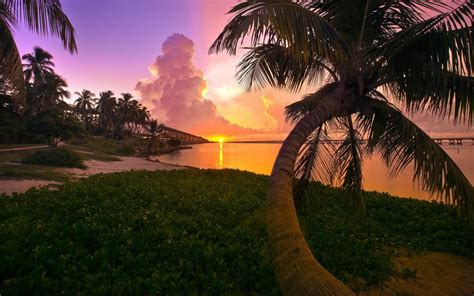 Florida Beach Palm Trees Sunset Sea Sky Landscape Nature