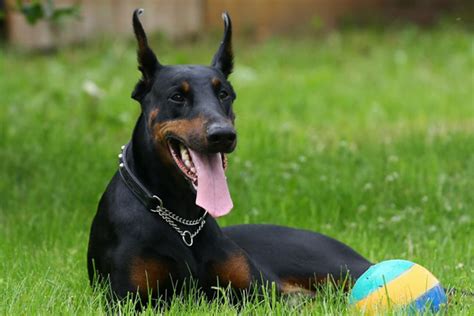 Maybe you would like to learn more about one of these? Dog Breeds That Start With 'D'