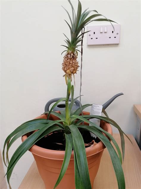Diagnosis Is My Pineapple Bromeliad Plant Dead Gardening