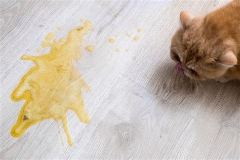 4 Home Remedies For A Cat Vomiting Bile Pet News Daily