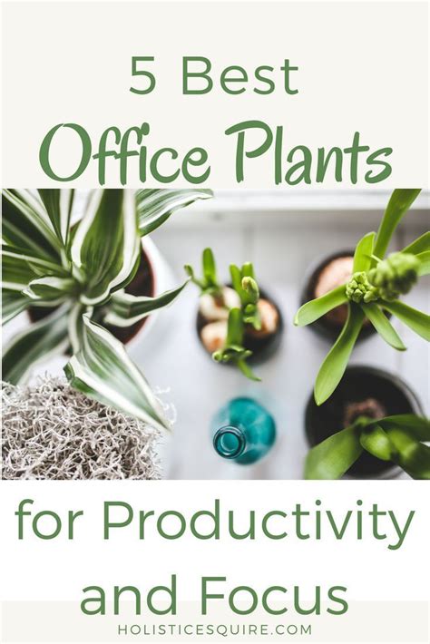 office plants five best office plants for office d cor productivity and focus at work plants