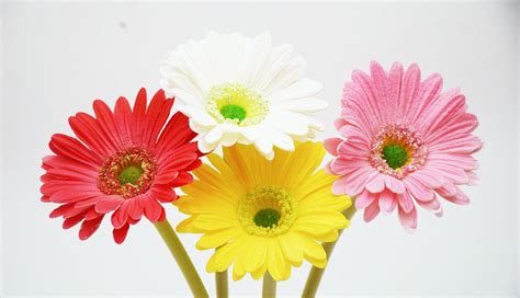 Buy babys breath and get the best deals at the lowest prices on ebay! Pink Bridesmaid Bouquet Real Touch Gerber Daisies Baby's ...