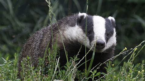 Badger Cull Extended For Three Weeks Channel 4 News