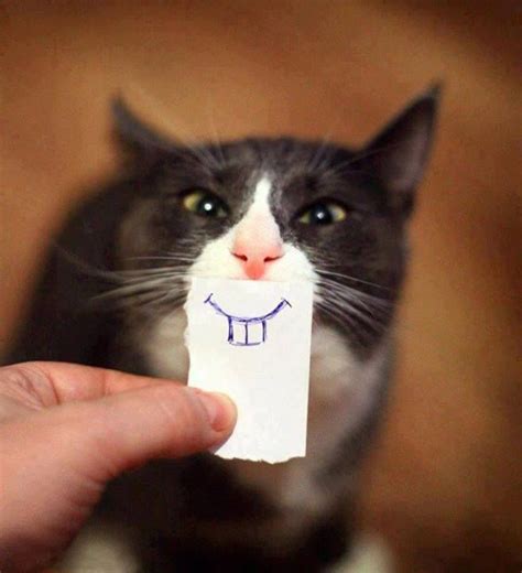 Gato Sonriente Fotos Con Gatos Meme Gato Gatitos Divertidos