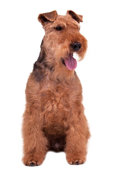 Featured west highland terrier article. Welsh Terrier Puppies Breed information & Puppies for Sale