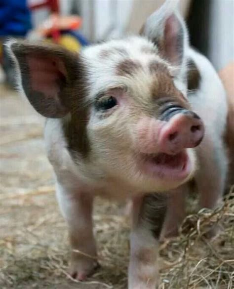 Good Morning Happy Lil Piggie Cute Baby Pigs Cute Pigs Pet Pigs