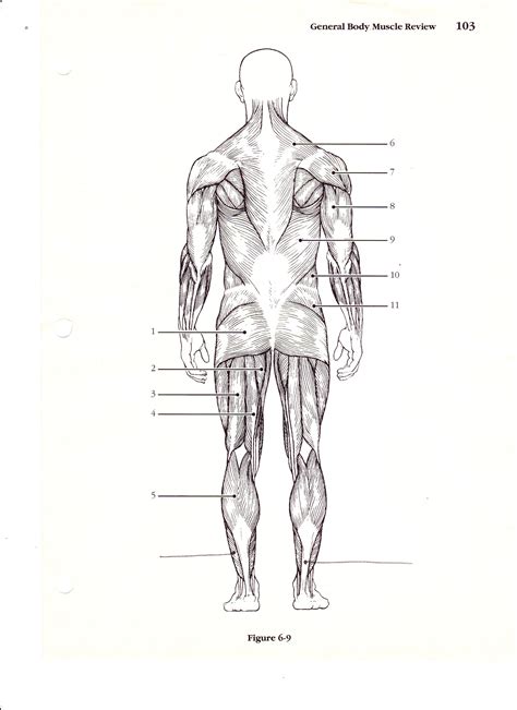 Blank Muscle Diagram To Label Lovely New Page 1 Bs079 K12 Muscle