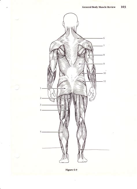 Exercise of this organ system is critical to prevent. Blank Muscle Diagram to Label Lovely New Page 1 [bs079 K12 ...