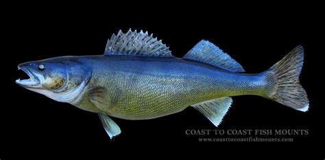 Walleye Fish Mount And Fish Replicas Coast To Coast