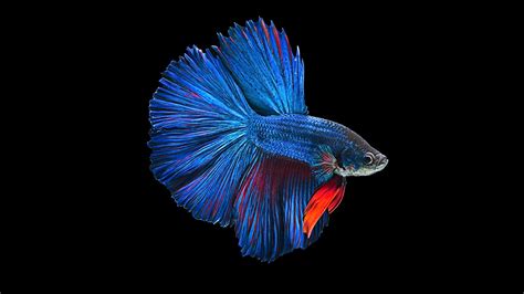 Animal Betta Hd Wallpaper