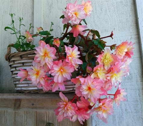 This Years Favorite Begonia So Easy To Grow From Corms I Just Love