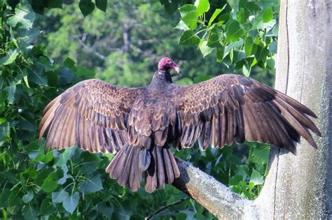 Northernwings Some Observations Of A Turkey Vulture Roost