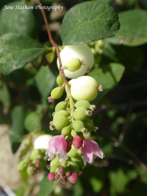 Snowberries ~ Symphoricarpos The Snowberries Are Here Aga Flickr