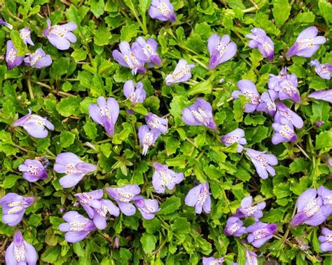 Meet 20 evergreen groundcover plants that are beautiful all year long. 15 Best Ground Cover Perennials (With images) | Ground ...