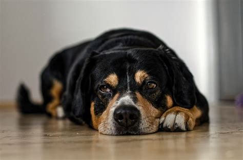 Free Images Puppy Cute Canine Pet Brown Pensive Sad Lazy Dogs
