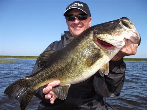 Big Bass Of 2014 If You Like Catching Big Bass Lake Okeechobee Bass