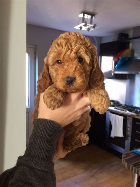 Rest assured that when you buy cockapoos from us, you are getting registered pups that come with their official papers and lots of love to give! F1B Miniature Cockapoo puppies for sale | Nottingham ...