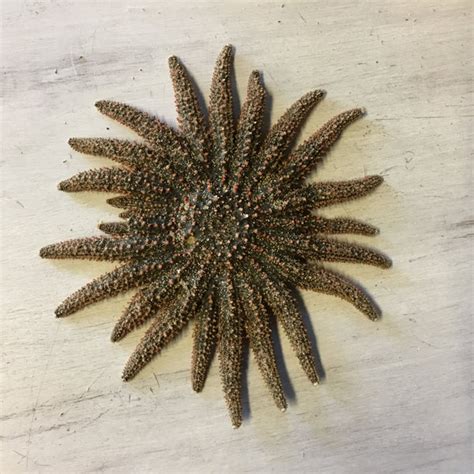 Sunflower Starfish Sea Things Ventura