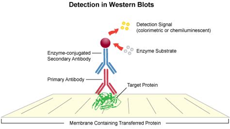 Western Blot Technique Principle Steps Uses • Microbe Online