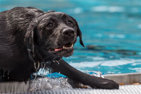 Can A Labrador Drown Or Can They All Swim The Truth About Dog